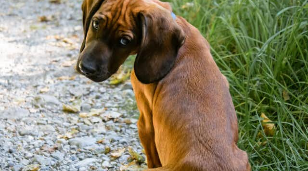 Young Dogs Might be More Similar to Human Teenagers Than We Think: New Research